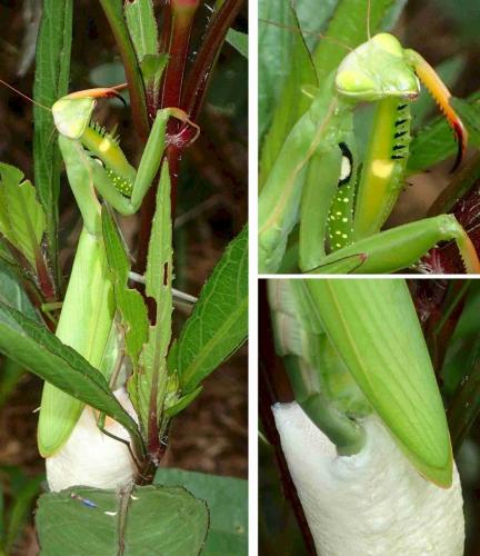 Mantis religiosa